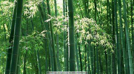 竹影婆娑 摄影中的气节与禅意